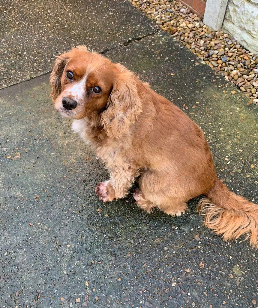 <h2><strong>Loved by dog parents everywhere.</strong></h2>