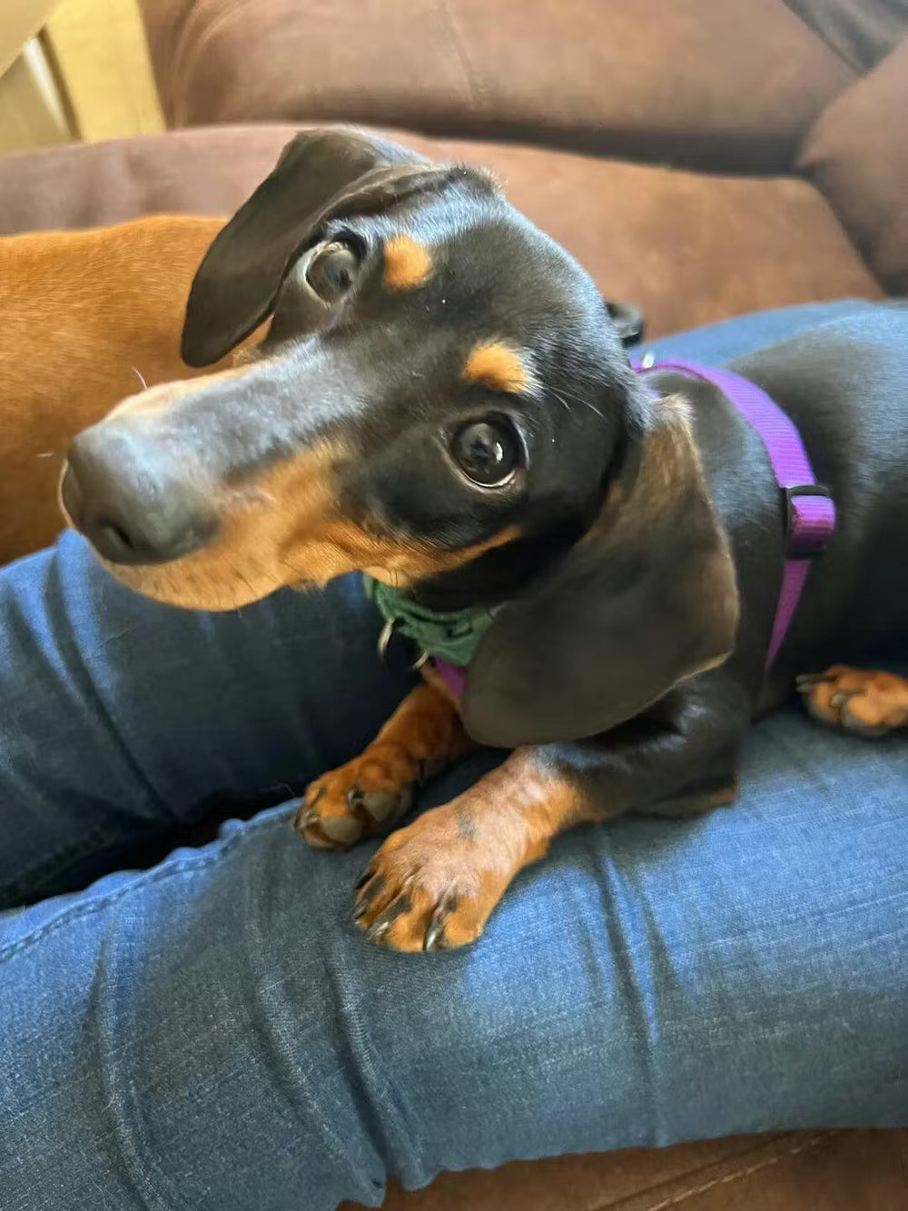 <h2><strong>Loved by dog parents everywhere.</strong></h2>