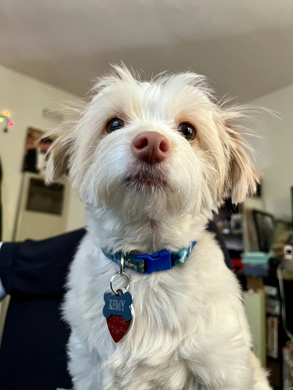 <h2><strong>Loved by dog parents everywhere.</strong></h2>