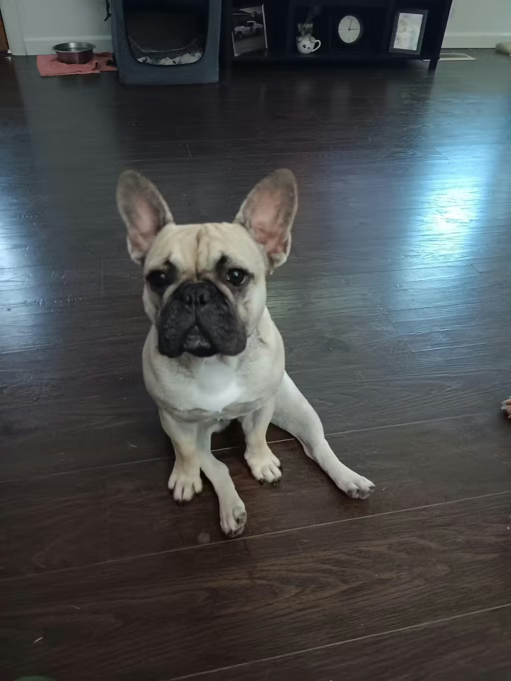 <h2><strong>Loved by dog parents everywhere.</strong></h2>